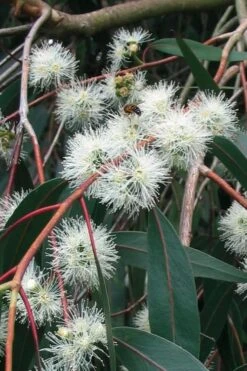 Jersey Girl Cold Hardy Eucalyptus Tree (Eucalyptus Macarthurii) - 6 Pack Of 1 Gallon Pots 20 Jersey Girl Cold Hardy Eucalyptus Tree (Eucalyptus Macarthurii) - 6 Pack Of 1 Gallon Pots -Garden Plants Eucalyptus Jersey Girl 1 1