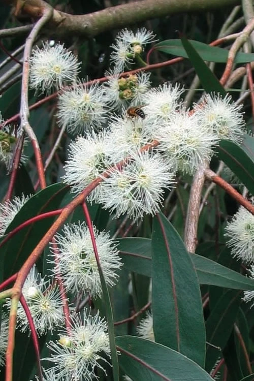 Jersey Girl Cold Hardy Eucalyptus Tree (Eucalyptus Macarthurii) - 1 Gallon Pot 11 Jersey Girl Cold Hardy Eucalyptus Tree (Eucalyptus Macarthurii) - 1 Gallon Pot - Image 9