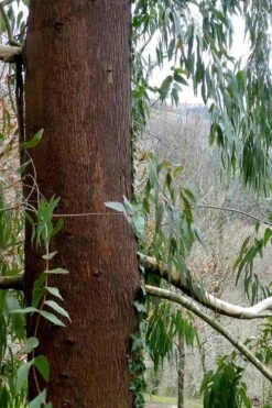 Jersey Girl Cold Hardy Eucalyptus Tree (Eucalyptus Macarthurii) - 3 Gallon Pot -Garden Plants Eucalyptus Jersey Girl 2 2