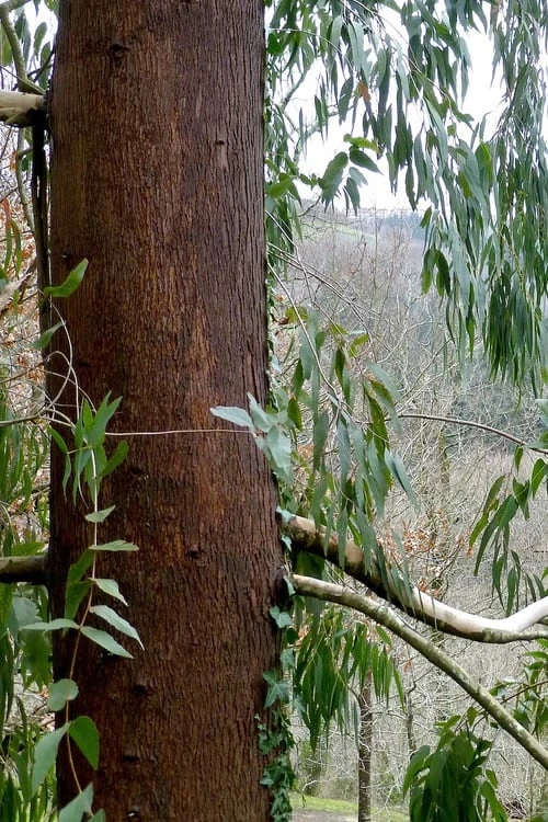 Jersey Girl Cold Hardy Eucalyptus Tree (Eucalyptus Macarthurii) - 2 Gallon Pot 10 Jersey Girl Cold Hardy Eucalyptus Tree (Eucalyptus Macarthurii) - 2 Gallon Pot - Image 8