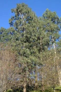 Jersey Girl Cold Hardy Eucalyptus Tree (Eucalyptus Macarthurii) - Quart Pot -Garden Plants Eucalyptus Jersey Girl 3 5