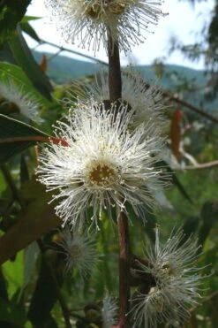 Jersey Girl Cold Hardy Eucalyptus Tree (Eucalyptus Macarthurii) - 3 Gallon Pot -Garden Plants Eucalyptus Jersey Girl 4 2