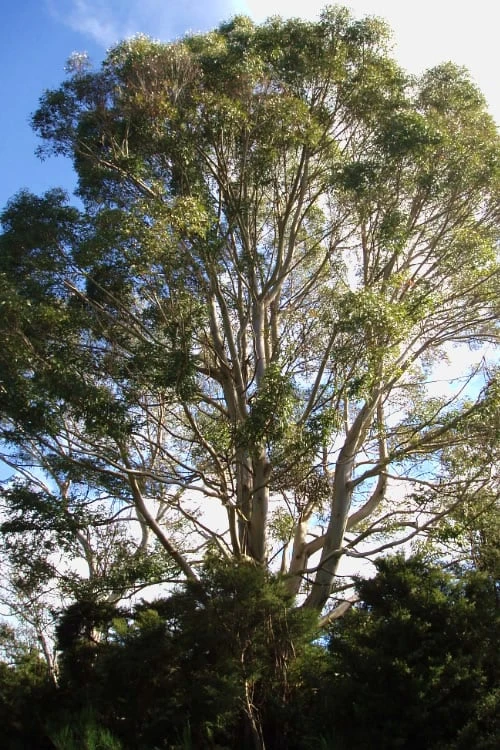 Jersey Girl Cold Hardy Eucalyptus Tree (Eucalyptus Macarthurii) - 1 Gallon Pot 7 Jersey Girl Cold Hardy Eucalyptus Tree (Eucalyptus Macarthurii) - 1 Gallon Pot - Image 5