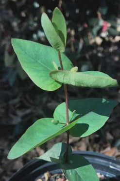 Jersey Girl Cold Hardy Eucalyptus Tree (Eucalyptus Macarthurii) - 3 Gallon Pot -Garden Plants Eucalyptus Jersey Girl 7 2