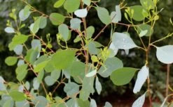 Lucky Country Cold Hardy Eucalyptus Tree (Eucalyptus Camphora) - 1 Gallon Pot -Garden Plants Eucalyptus Lucky Country 1 1