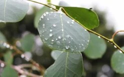 Lucky Country Cold Hardy Eucalyptus Tree (Eucalyptus Camphora) - 1 Gallon Pot -Garden Plants Eucalyptus Lucky Country 2 1