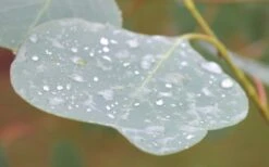 Lucky Country Cold Hardy Eucalyptus Tree (Eucalyptus Camphora) - 5 Gallon Pot -Garden Plants Eucalyptus Lucky Country 3