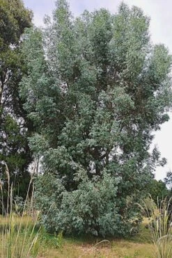 Luna Cold Hardy Eucalyptus Tree (Eucalyptus Perriniana) - Quart Pot 11 Luna Cold Hardy Eucalyptus Tree (Eucalyptus Perriniana) - Quart Pot -Garden Plants Eucalyptus Luna 5 1