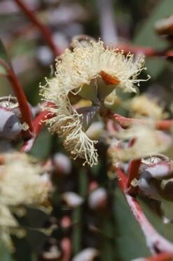Luna Cold Hardy Eucalyptus Tree (Eucalyptus Perriniana) - 2 Gallon Pot -Garden Plants Eucalyptus Luna 6 2
