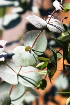 Maggie Cold Hardy Eucalyptus Tree (Eucalyptus Nova Anglica) - 3 Quart Pot -Garden Plants Eucalyptus Maggie 10 2