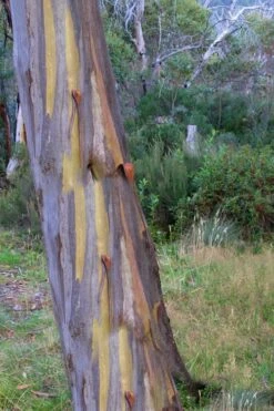 Sheila Cold Hardy Eucalyptus Tree (Eucalyptus Stellulata) - 3 Gallon Pot 18 Sheila Cold Hardy Eucalyptus Tree (Eucalyptus Stellulata) - 3 Gallon Pot -Garden Plants Eucalyptus Sheila 10 2