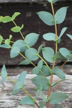 Sheila Cold Hardy Eucalyptus Tree (Eucalyptus Stellulata) - 6 Pack Of 1 Gallon Pots -Garden Plants Eucalyptus Sheila 2 1