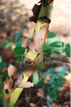 Sheila Cold Hardy Eucalyptus Tree (Eucalyptus Stellulata) - 6 Pack Of 1 Gallon Pots -Garden Plants Eucalyptus Sheila 9 1