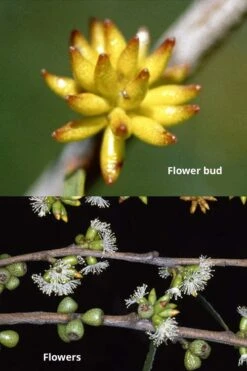 Skinny Minny Hardy Eucalyptus Tree (Eucalyptus Moorei) - 6 Pack Of 1 Gallon Pots 8 Skinny Minny Hardy Eucalyptus Tree (Eucalyptus Moorei) - 6 Pack Of 1 Gallon Pots -Garden Plants Eucalyptus Skinny Minny 1 2