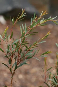 Skinny Minny Hardy Eucalyptus Tree (Eucalyptus Moorei) - 6 Pack Of 1 Gallon Pots 9 Skinny Minny Hardy Eucalyptus Tree (Eucalyptus Moorei) - 6 Pack Of 1 Gallon Pots -Garden Plants Eucalyptus Skinny Minny 2 2