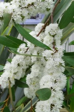 Snow Day Cold Hardy Eucalyptus Tree (Eucalyptus Gregsoniana) - 1 Gallon Pot -Garden Plants Eucalyptus Snow Day 5 2