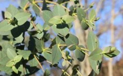 Cab Sav Cold Hardy Eucalyptus Tree (Eucalyptus Rubida) - 5 Gallon Pot -Garden Plants Eucalyptus Tree Cab Sav Rubida 3