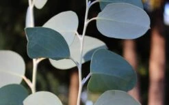 Mappa Tassie Cold Hardy Eucalyptus Tree (Eucalyptus Pauciflora) - 2 Gallon Pot 11 Mappa Tassie Cold Hardy Eucalyptus Tree (Eucalyptus Pauciflora) - 2 Gallon Pot -Garden Plants Eucalyptus Tree Mappa Tassie Pauciflora Snow Gum 1