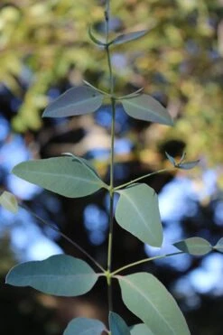Grace Cold Hardy Eucalyptus Tree (Eucalyptus Elliptica) - 2 Gallon Pot 11 Grace Cold Hardy Eucalyptus Tree (Eucalyptus Elliptica) - 2 Gallon Pot -Garden Plants Eucalytptus Grace BS 3