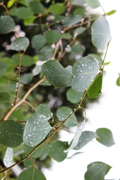 Lucky Country Cold Hardy Eucalyptus Tree (Eucalyptus Camphora) - 1 Gallon Pot -Garden Plants Eucalytptus Lucky Country BS 1