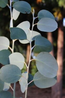 Mappa Tassie Cold Hardy Eucalyptus Tree (Eucalyptus Pauciflora) - 3 Quart Pot 13 Mappa Tassie Cold Hardy Eucalyptus Tree (Eucalyptus Pauciflora) - 3 Quart Pot -Garden Plants Eucalytptus Mappa Tassie BS 2