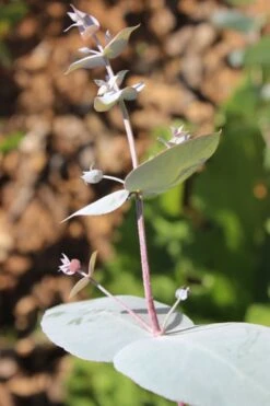 Maggie Cold Hardy Eucalyptus Tree (Eucalyptus Nova Anglica) - 3 Gallon Pot -Garden Plants Eusalyptus Maggie 1 500x750 1