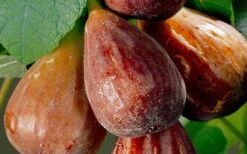 Brown Turkey Fig Tree - 1 Gallon Pot -Garden Plants Fig Brown Turkey 20