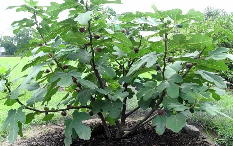 Chicago Cold Hardy Fig Tree - 6 Pack Of 1 Gallon Pots 7 Chicago Cold Hardy Fig Tree - 6 Pack Of 1 Gallon Pots - Image 5