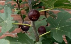 Chicago Cold Hardy Fig Tree - 3 Gallon Pot 10 Chicago Cold Hardy Fig Tree - 3 Gallon Pot -Garden Plants Fig Chicago Cold Hardy 2