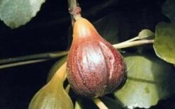 Magnolia Fig Tree - 1 Gallon Pot 9 Magnolia Fig Tree - 1 Gallon Pot -Garden Plants Fig Magnolia