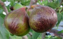Olympian Cold Hardy Fig Tree - 2 Gallon Pot -Garden Plants Fig Olympain 2