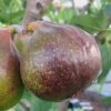 Olympian Cold Hardy Fig Tree - 2 Gallon Pot -Garden Plants Fig Olympian 1