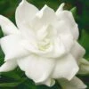 August Beauty Gardenia - 1 Gallon Pot 1 August Beauty Gardenia - 1 Gallon Pot -Garden Plants Gardenia August Beauty 5 500x750 1