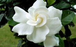 August Beauty Gardenia - 6 Pack Of 1 Gallon Pots 12 August Beauty Gardenia - 6 Pack Of 1 Gallon Pots -Garden Plants Gardenia August Beauty Flower Closeup 2