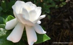 Crown Jewel Gardenia - 1 Gallon Pot 16 Crown Jewel Gardenia - 1 Gallon Pot -Garden Plants Gardenia Crown Jewel 4