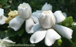 Crown Jewel Gardenia - 1 Gallon Pot 17 Crown Jewel Gardenia - 1 Gallon Pot -Garden Plants Gardenia Crown Jewel 50 1