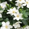 Hardy Fragrant Daisy Gardenia Bush - 2.5 Quart Pot -Garden Plants Gardenia Daisy 20 3