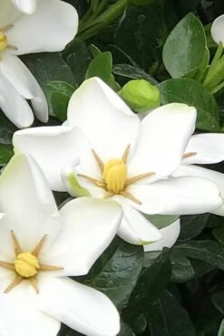 Hardy Fragrant Daisy Gardenia Bush - 1 Gallon Pot -Garden Plants Gardenia Daisy 21 1