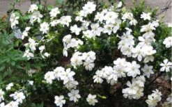 Hardy Fragrant Daisy Gardenia Bush - 6 Pack Of 1 Gallon Pots -Garden Plants Gardenia Daisy Blooms 2