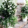 Diamond Spire Gardenia - 3 Gallon Pot 1 Diamond Spire Gardenia - 3 Gallon Pot -Garden Plants Gardenia Diamond Spire 1 2