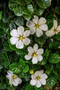 Diamond Spire Gardenia - 3 Gallon Pot 15 Diamond Spire Gardenia - 3 Gallon Pot -Garden Plants Gardenia Diamond Spire 2 2