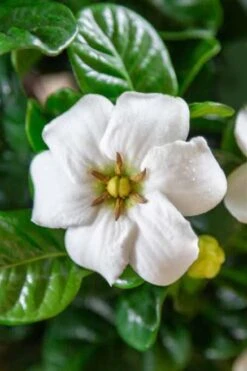 Diamond Spire Gardenia - 2 Gallon Pot 12 Diamond Spire Gardenia - 2 Gallon Pot -Garden Plants Gardenia Diamond Spire 3 1