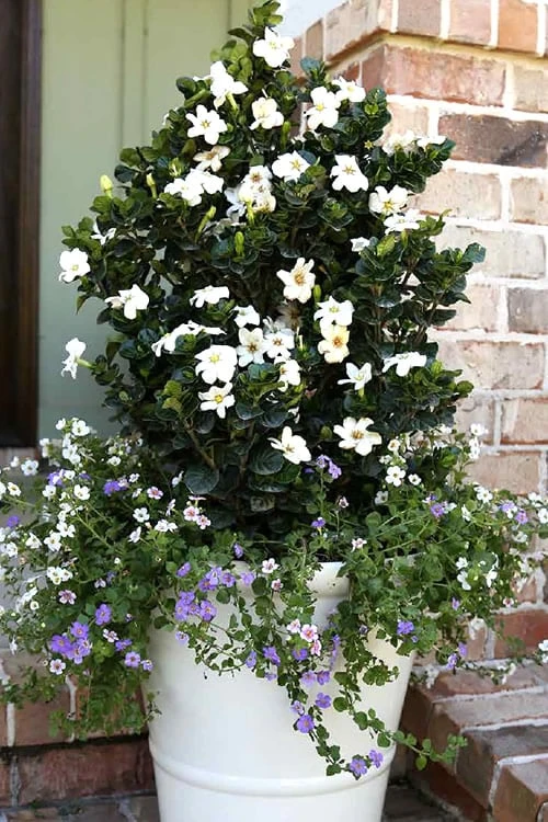 Diamond Spire Gardenia - 3 Gallon Pot 8 Diamond Spire Gardenia - 3 Gallon Pot - Image 6