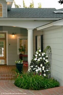 Diamond Spire Gardenia - 3 Gallon Pot 13 Diamond Spire Gardenia - 3 Gallon Pot -Garden Plants Gardenia Diamond Spire 5 2