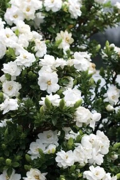 Double Mint Gardenia - 3 Gallon Pot -Garden Plants Gardenia Double Mint 2