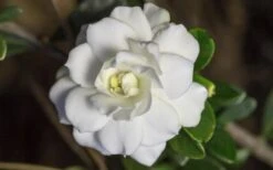 Double Mint Gardenia - 3 Gallon Pot -Garden Plants Gardenia Double Mint 6
