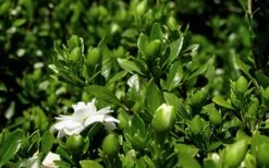 Double Mint Gardenia - 3 Gallon Pot -Garden Plants Gardenia Double Mint 7