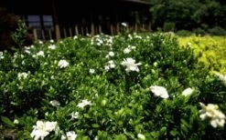Double Mint Gardenia - 6 Pack Of 1 Gallon Pots -Garden Plants Gardenia Double Mint 8 1