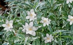 Variegated Creeping Dwarf Gardenia - 3 Gallon Pot 9 Variegated Creeping Dwarf Gardenia - 3 Gallon Pot -Garden Plants Gardenia Dwarf Radicans Variegated 3