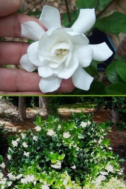 Fall In Love Cold Hardy Gardenia - 1 Gallon Pot -Garden Plants Gardenia Fall In Love BS